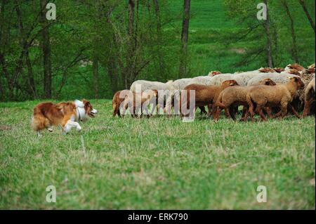 Border Collie et moutons Banque D'Images