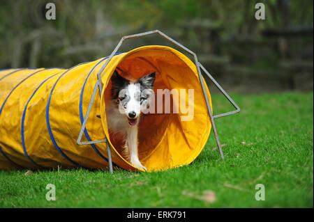 Border Collie en agility Banque D'Images