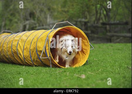 Border Collie en agility Banque D'Images