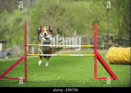 Border Collie en agility Banque D'Images