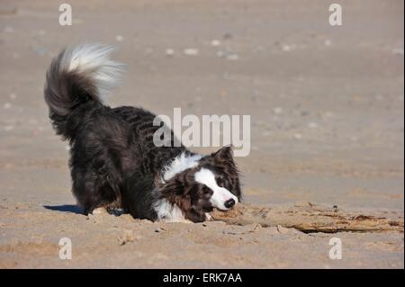 Border Collie Banque D'Images