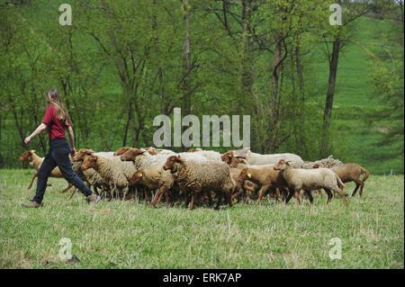 moutons Banque D'Images