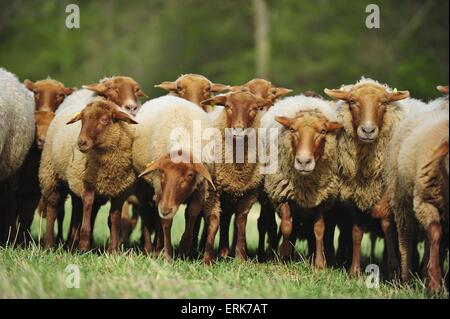 moutons Banque D'Images