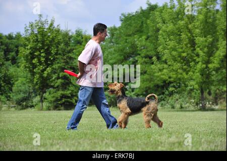 Lecture d'Airedale Terrier Banque D'Images