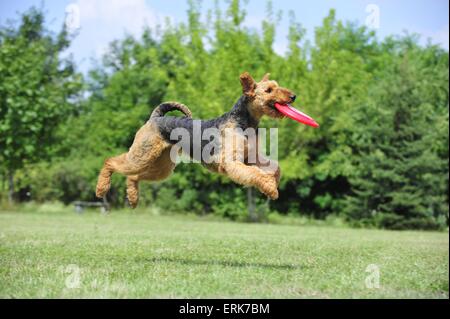 Lecture d'Airedale Terrier Banque D'Images