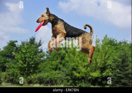 Lecture d'Airedale Terrier Banque D'Images