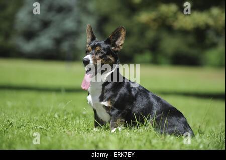 Welsh Corgi Cardigan Banque D'Images