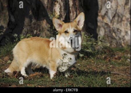 Welsh Corgi Pembroke Banque D'Images