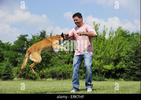 Jouer Malinois Banque D'Images