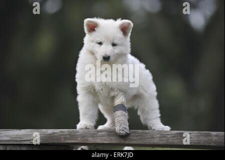 Chiot Berger Blanc Suisse Banque D'Images