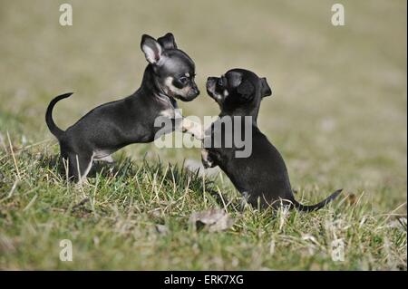 Chihuahua Puppies Banque D'Images