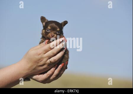 Chiot Chihuahua Banque D'Images