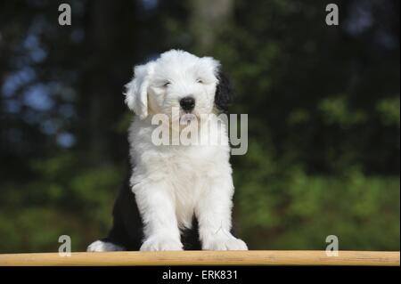 Old English Sheepdog chiot Banque D'Images