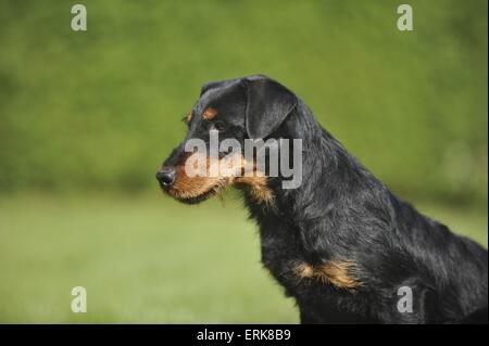 Portrait de terrier de chasse allemand Banque D'Images