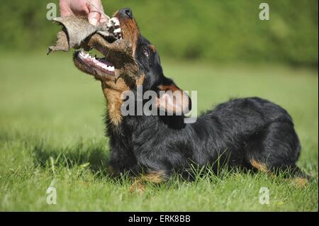 Couché de chasse allemand terrier Banque D'Images