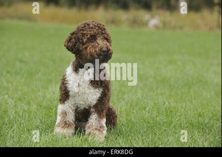 Assis Lagotto Romagnolo Banque D'Images