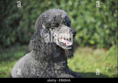 Portrait de caniche Banque D'Images