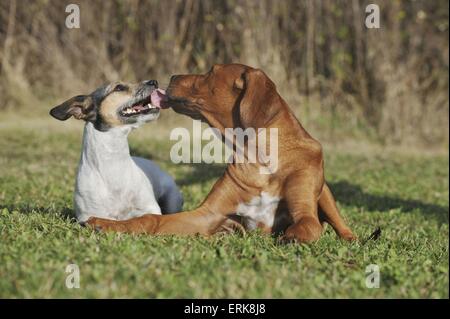2 chiens Banque D'Images