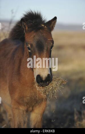 Portrait de poney Exmoor Banque D'Images