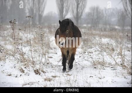 Quelques Exmoor-Pony Banque D'Images