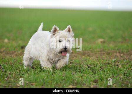 Randonnée West Highland White Terrier Banque D'Images
