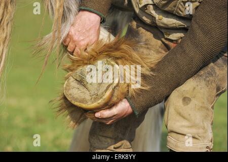 Shire Horse hoof Banque D'Images