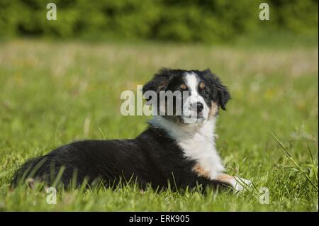 Chiot berger australien Banque D'Images