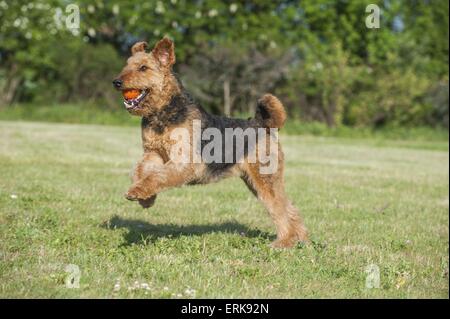 Lecture d'Airedale Terrier Banque D'Images