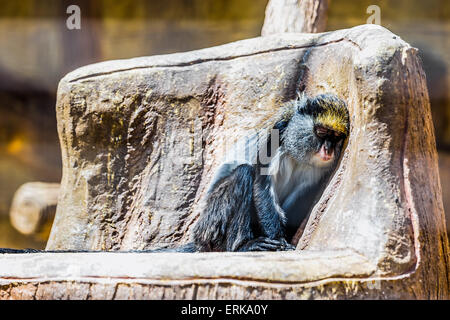 Dormir sur des singes au zoo de pierre Banque D'Images