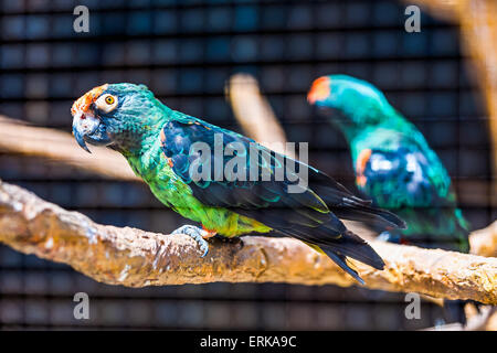 Perroquet vert et bleu de l'emplacement sur la perche en bois au zoo Banque D'Images