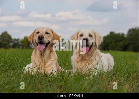 2 chiens Banque D'Images