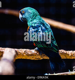 Perroquet vert et bleu de l'emplacement sur la perche en bois au zoo Banque D'Images