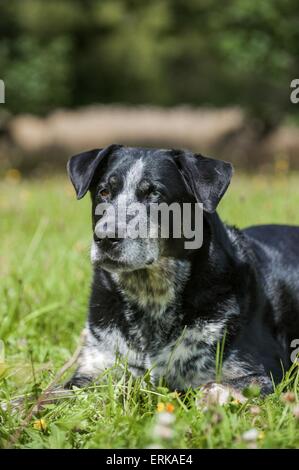 Lying Louisiane Catahoula Leopard Dog Banque D'Images