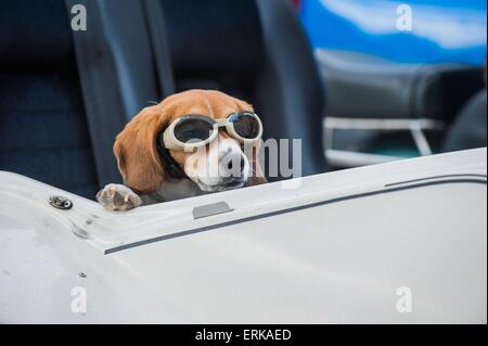 Portrait de Beagle Banque D'Images