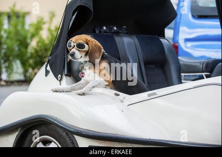 Beagle en voiture Banque D'Images