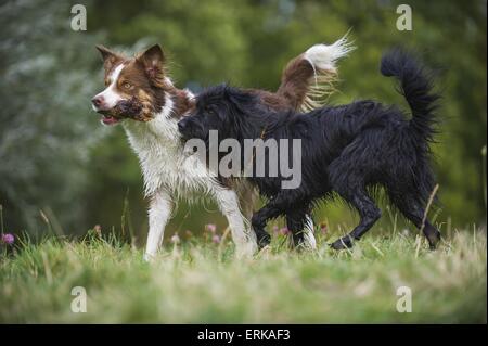 2 chiens Banque D'Images