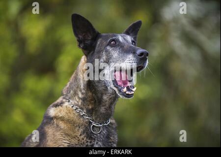 Portrait Malinois Banque D'Images