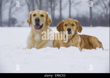 2 Golden Retrievers Banque D'Images