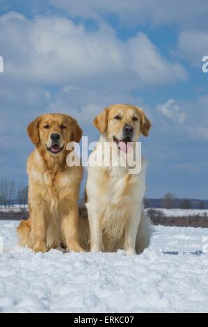 2 Golden Retrievers Banque D'Images