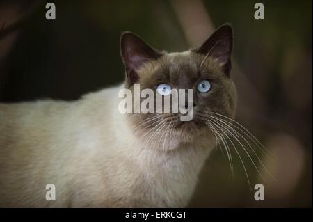 portrait de chat Banque D'Images