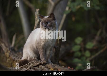 chat assis Banque D'Images