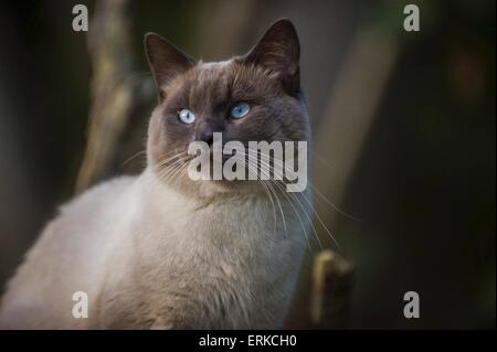 portrait de chat Banque D'Images