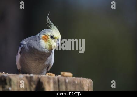 Cockatiel Bird Park Marlow Banque D'Images