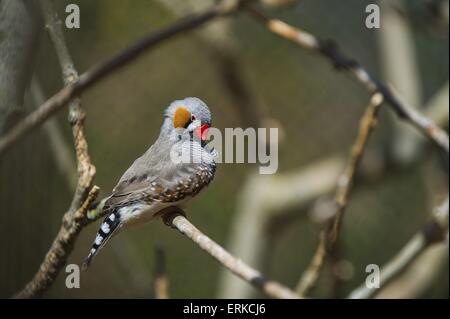 Zebra finch Bird Park Marlow Banque D'Images