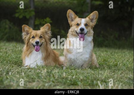 2 Welsh Corgi Pembrokes Banque D'Images