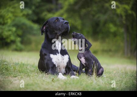 2 dogues Banque D'Images