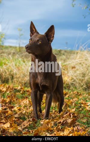 Kelpie australien permanent Banque D'Images