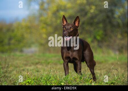 Kelpie australien permanent Banque D'Images