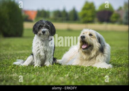 2 chiens Banque D'Images