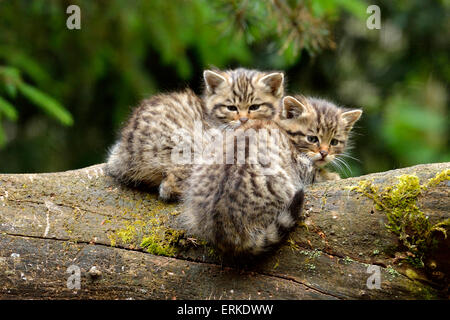 Wildcats européenne (Felis silvestris silvestris), chatons, Langenberg, Langnau, Suisse Banque D'Images